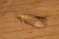 Crassa tinctella