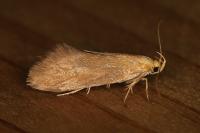 Crassa tinctella