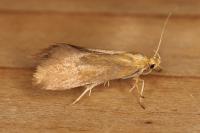 Crassa tinctella