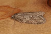 Cnephasia