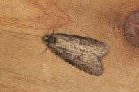 Cnephasia