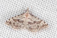Alucita palodactyla