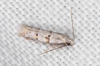 Symmocoides oxybiella