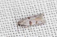 Symmocoides oxybiella
