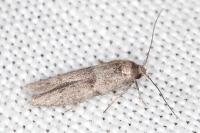 Blastobasis phycidella
