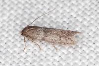 Blastobasis phycidella