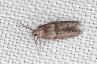 Blastobasis phycidella