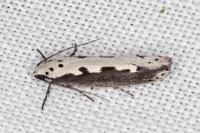 Ethmia bipunctella