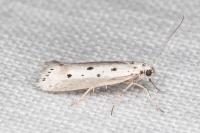 Ethmia terminella