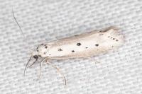 Ethmia terminella