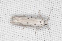Ethmia terminella
