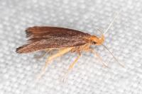 Eurodachtha pallicornella