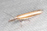 Pleurota aristella