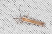 Pleurota aristella