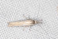 Pleurota honorella/tabelli
