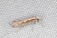 Plutella xylostella