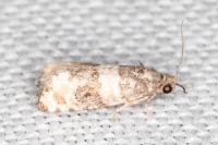 Piniphila bifasciana