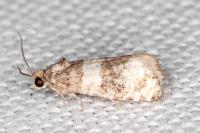 Piniphila bifasciana