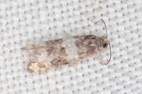 Piniphila bifasciana