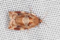 Archips xylosteana