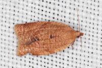 Clepsis consimilana
