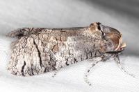 Cossus cossus