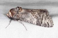 Cossus cossus