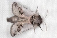 Parahypopta caestrum