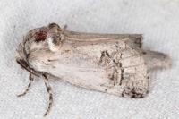 Parahypopta caestrum