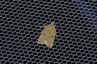 Agonopterix assimilella