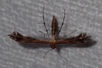 Oxyptilus