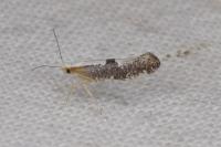 Argyresthia spinosella