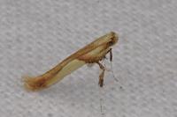 Caloptilia