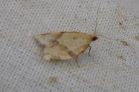 Clepsis consimilana