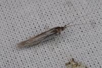 Coleophora