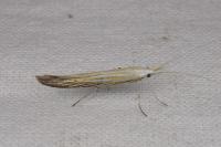 Coleophora