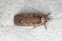 Depressaria pseudobadiella