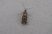 Epermenia pontificella