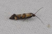 Epermenia pontificella