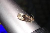 Hedya nubiferana