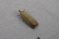 Nothris verbascella