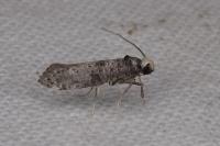Paraswammerdamia nebulella