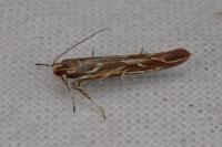 Pyroderces argyrogrammos