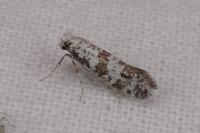 Scythropia crataegella