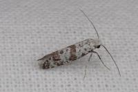 Scythropia crataegella