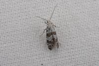 Scythropia crataegella