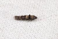 Sorhagenia