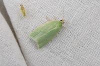 Tortrix viridana