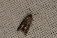 Borkhausenia minutella