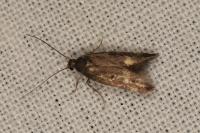 Borkhausenia minutella